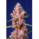 Tropicanna Poison F1 Fast Version SWEET SEEDS