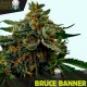 Bruce Banner 3 u. fem. Black Skull Seeds