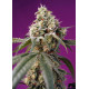 Bruce Banner Auto® SWEET SEEDS