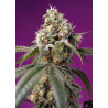 Bruce Banner Auto® SWEET SEEDS