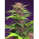 Red Mimosa XL Auto®  Sweet Seeds