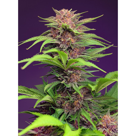 Red Mimosa XL Auto®  Sweet Seeds