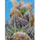 Strawberry Cola Sherbet F1 Fast Version® Sweet Seeds