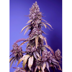 Black Muffin F1 Fast Version® Sweet Seeds