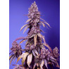 Black Muffin F1 Fast Version® Sweet Seeds