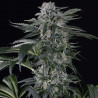 Moby Dick Auto Silent  Seeds 3 uds