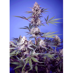 Mental Rainbow F1 Fast Version Sweet Seeds