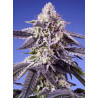 Permanent Jealousy XL Auto Sweet seeds