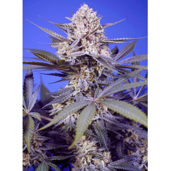 Pineapple Slush XL Auto Sweet Seeds