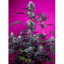 Studio 54 Stardust Auto Sweet Seeds