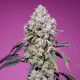 ZKITTZ MANDARINE FAST Pendejo´s