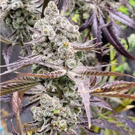 MIMOSA CHIMERA Pendejo´s
