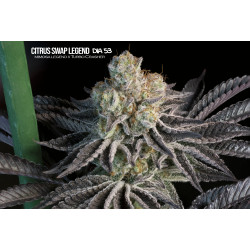 Citrus Swap Legend Mallorca Breeders 3+1 Uds