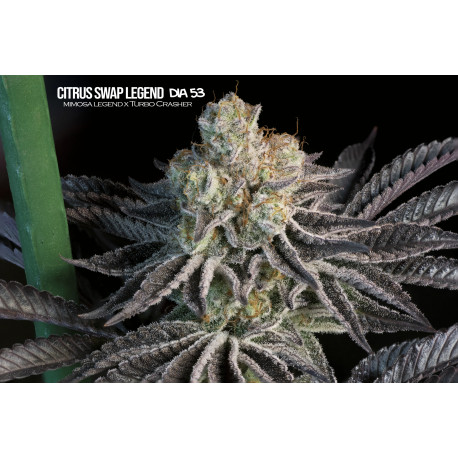 Citrus Swap Legend Mallorca Breeders 3+1 Uds