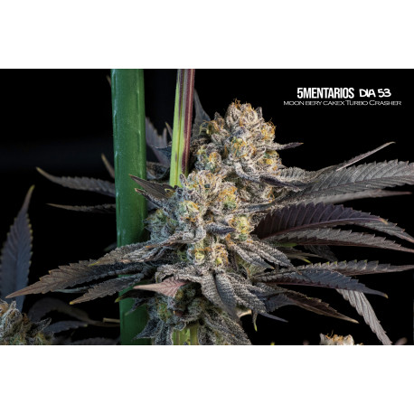 5Mentarios Mallorca Breeders 3+1 Uds