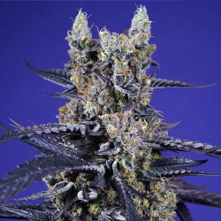 Super Boof XL Auto®  Sweet Seeds