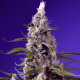 Banana Cream Cake XL Auto® Sweet Seeds