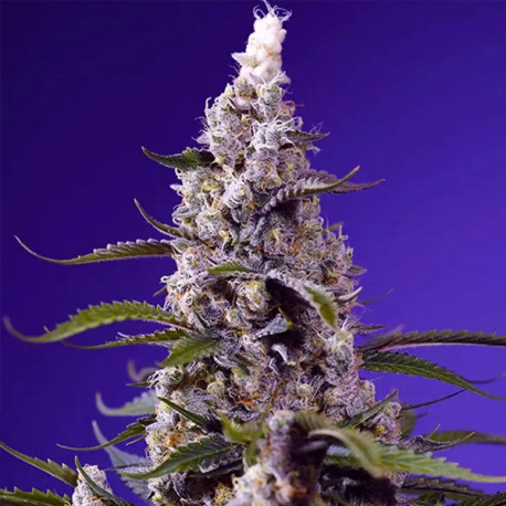 Banana Cream Cake XL Auto® Sweet Seeds