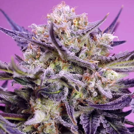 Pink Guava F1 Fast Version Sweet Seeds