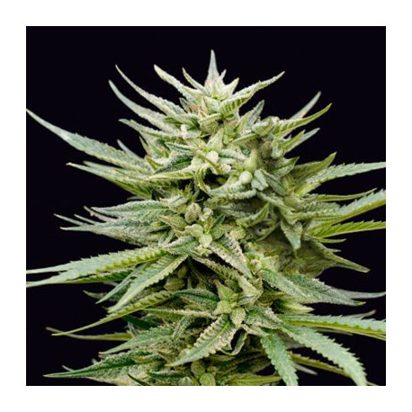 Euskal Mandarina Genehtik