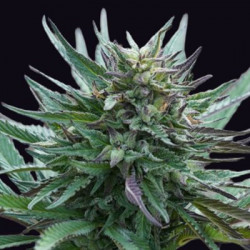 Girl Scout Cookies Genehetik