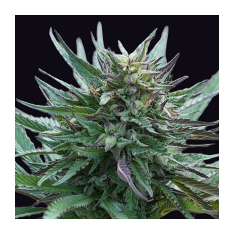 Girl Scout Cookies Genehetik