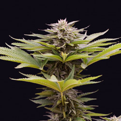 Karamelua Bilbo Genehtik