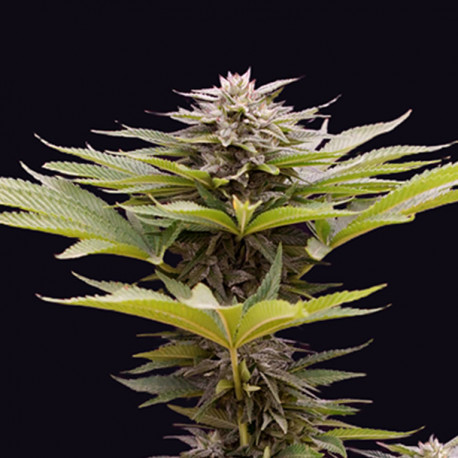 Karamelua Bilbo Genehtik