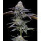 GAS PACK Barney´s Farm