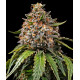 GAS PACK Barney´s Farm