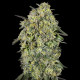 Papaya Triploid  fem. Advanced Seeds