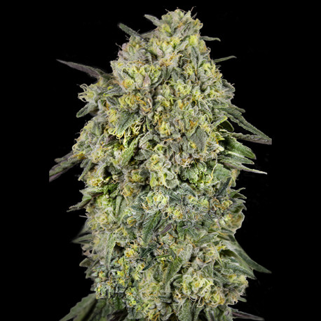 Papaya Triploid  fem. Advanced Seeds