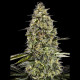 Runtz Triploid  fem. Advanced Seeds