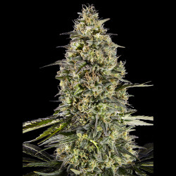 Runtz Triploid  fem. Advanced Seeds