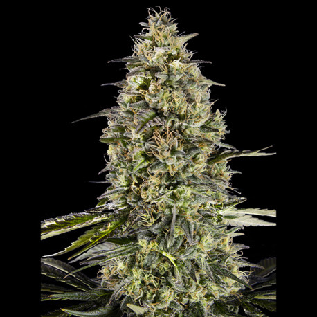 Runtz Triploid  fem. Advanced Seeds