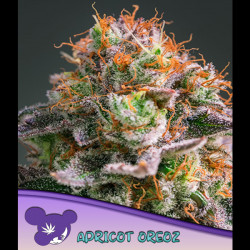 Apricot Oreoz Anesia Seeds