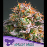 Apricot Oreoz Anesia Seeds